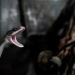 NBA文字直播哪个好?2024年最受欢迎的五大平台推荐 4279l